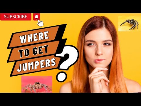 Best Places to Get Jumping Spiders [Most Trusted, Fully Vetted Breeders]