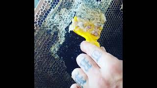 HONEY, I'M HOME! Satisfying Uncapping of Fresh Honeycomb! #naturelovers #nature #honey #beeslife