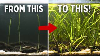 Top 10 Easy Aquarium Plants That Won’t Die!