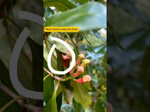 Tip's Planting clove trees🗿 #gardening #plants #garden #shorts #clove