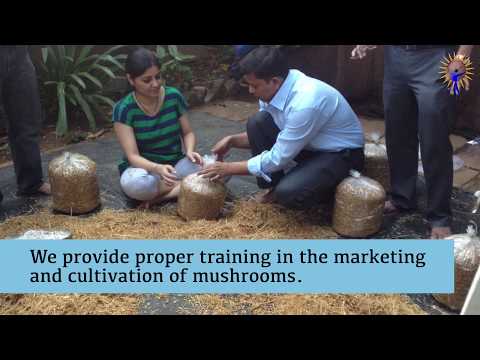 The Best Mushroom Training to start your Business | Mahgro India