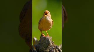Relaxing Bird Sounds for Sleep, Study & Focus – Beautiful Morning Birdsong & Nature Ambience