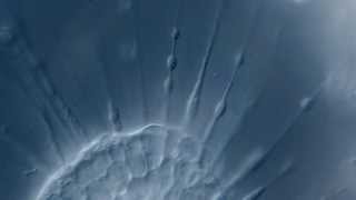 Time Lapse Micro Animal and Micro Plant