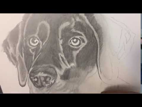 Drawing a Dog time Lapse