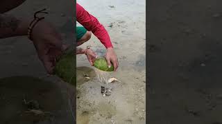 Using coconut to catch octopus #octopusdeploy #shortsvideo