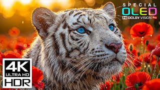 Most Epic 4K Video ULTRA HD 120 fps | 4K HDR Dolby Vision with Relaxing Sleep Music