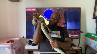 Reptile Vlog #7: Burmese Python growth Vlog