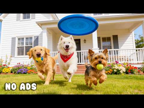 24 Hours of Dog TV for Dogs to Watch 🐶🎶 Anti Stress Music for Dogs & Gentle Calm Energy 🌱🐾