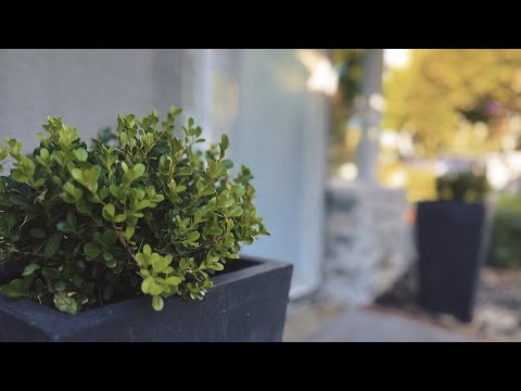 Decorating Front Door with Modern Planters and Shrubs