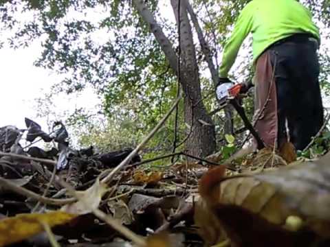 Tree Work 2016