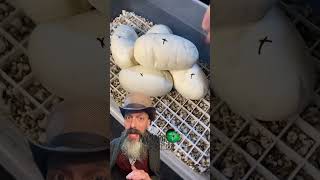 🐍About half way done!🧪 #molinarosnakelab #royalpython #snakebreeding #snakeeggs #petsnake #python