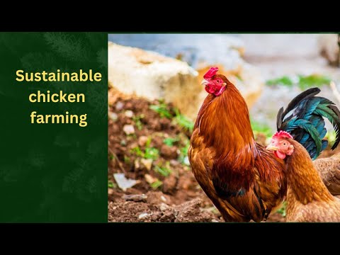 Sustainable Chicken Farming : Your Ultimate Self-Sufficiency Guide