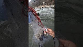 The ice melts, the waters flow! Spring triggers the  snow trout movement. 🌊⛰️ #SpringVibes #Wildlife