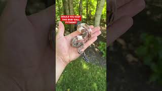 Would you KEEP this Baby Ball Python!?