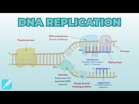 DNA Replication | Cell Biology