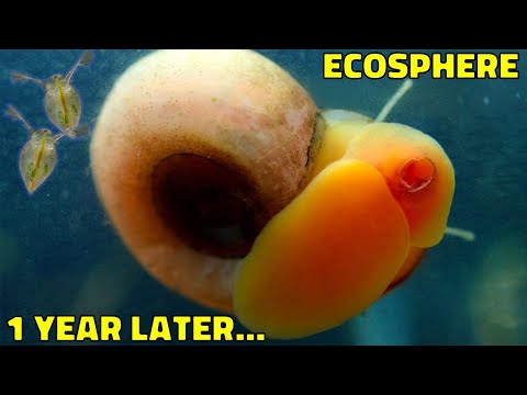 Journey Through A One Year Old Jar Ecosystem - Ecosphere 1 Year Update!