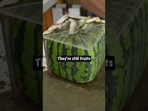 Square Watermelon Timelapse
