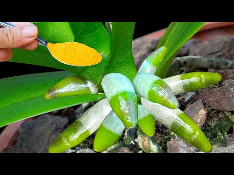 The mixture of garlic and turmeric causes it to spread many roots without stopping