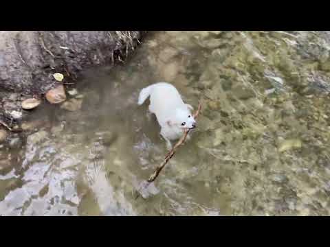 Lyla backing out of river #shorts