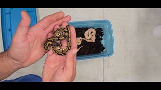 Ball Python Clutch 2025-29 Update 
