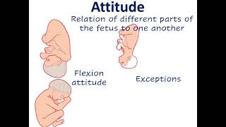 Fetal parameters ( lie , presentation , presenting part , attitude , denominator , position )
