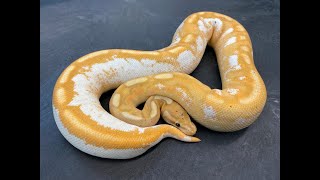 Let's look at some ADULT Banana and Coral Glow Ball Python combos.