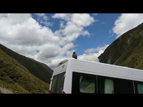 Nestor Kea New Zealand