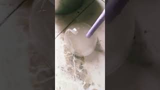 smoke bubble shots