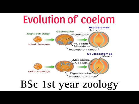 evolution of coelom / BSc 1st year zoology/ coelom evolution notes/coelom