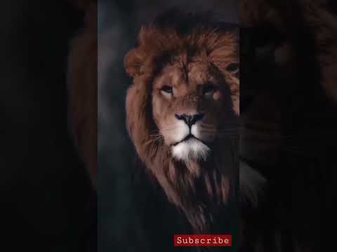Good Morning King #goodmorning #morning #shorts #shortsvideo #king #lion #animals #attitude
