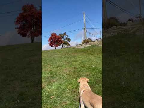 Mohawk Mountain, CT Summit south view 10/14/24
