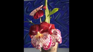Miltoniopsis Breathless Beauty 2023