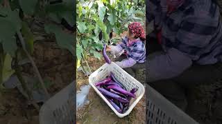 #shorts #agriculture #agritools #farming2024 #AdvanceAgriReactions