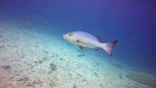 Australia Spirit Of Freedom LiveAboard