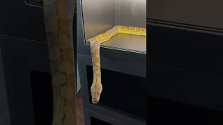 Curious Dwarf Reticulated Python