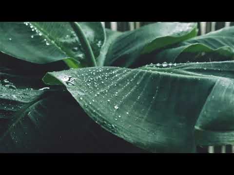 Relax: 8 hours of soft rain sound with video (non-stop)