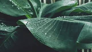 Relax: 8 hours of soft rain sound with video (non-stop)