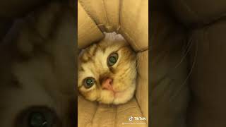 Funny Cat #cat #catproblems #makemyday