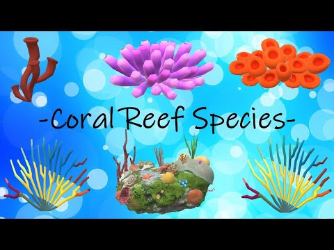 Coral Reefs Species