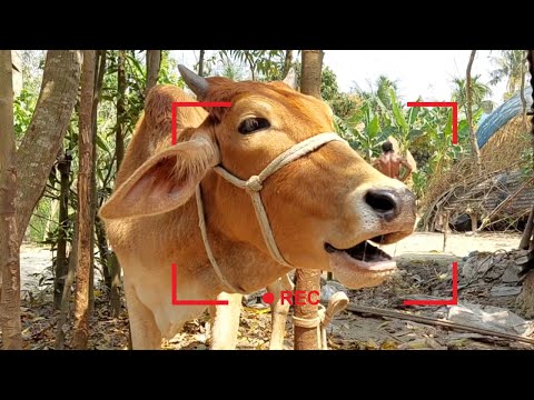 8 Cow Mooing, Whose Voice Is Good, The Ultimate Cow Sound Experience, Listen To These Cow Sound