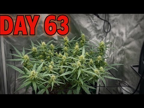 Autoflower Week 9: Pre-Harvest Checklist for Maximum Potency