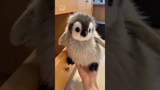 Animal Glow Up! From Tiny Pets to Majestic Creatures 🔥