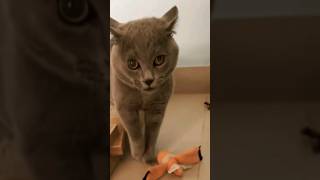 Alugalug Cat Singing | Viral Cat Song | #alugalugcat #thekiffness