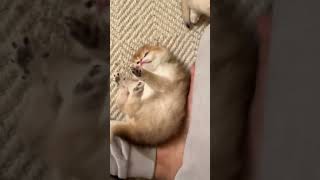 fluffy kitty | Kitty | Cute Stuff