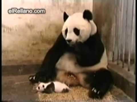 Susto panda by ssr