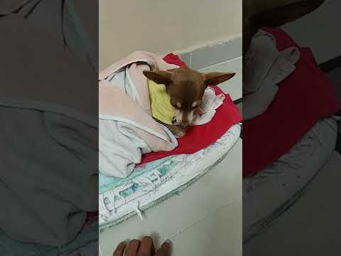 #dog