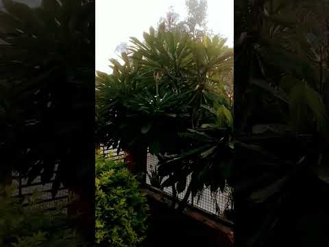 ☀❤ In my college gramarshi academy international #short#b praak# new song##💫💯