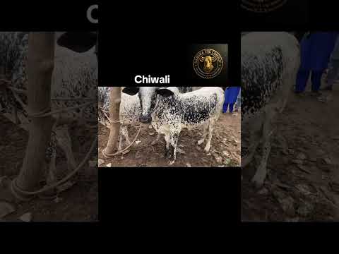 I love this breeds you know