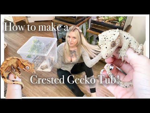 How to Set Up a Crested Gecko Tub + How I Incubate My Babies!