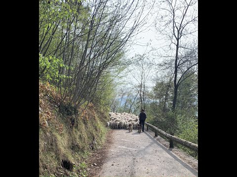 Altopiano della Vigolana MTB 🚵 - VAL DEGLI OVENI DOWNHILL